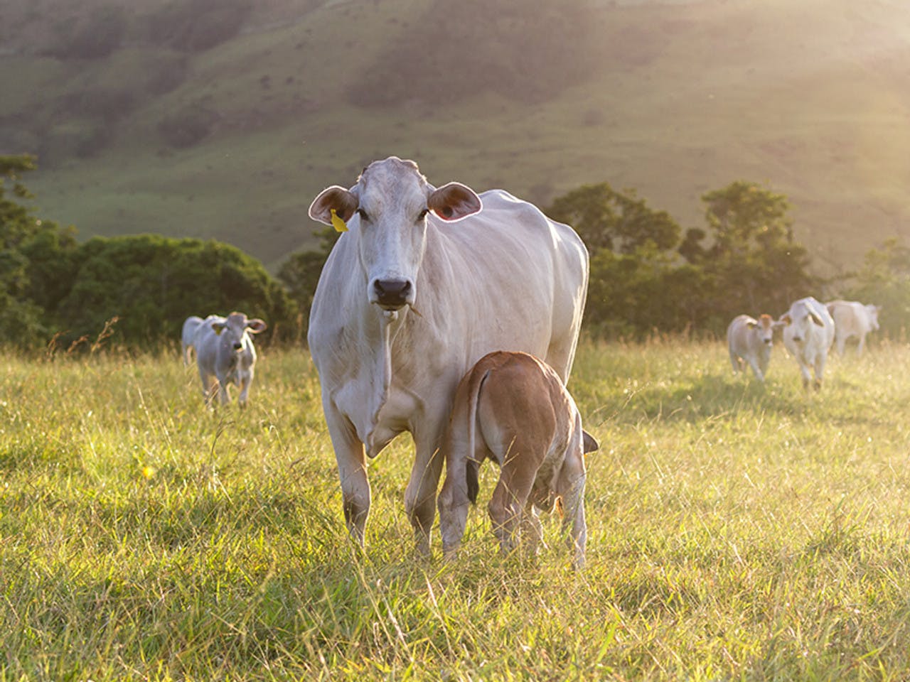 Produtividade abaixo do potencial encarece a carne no Brasil e no mundo